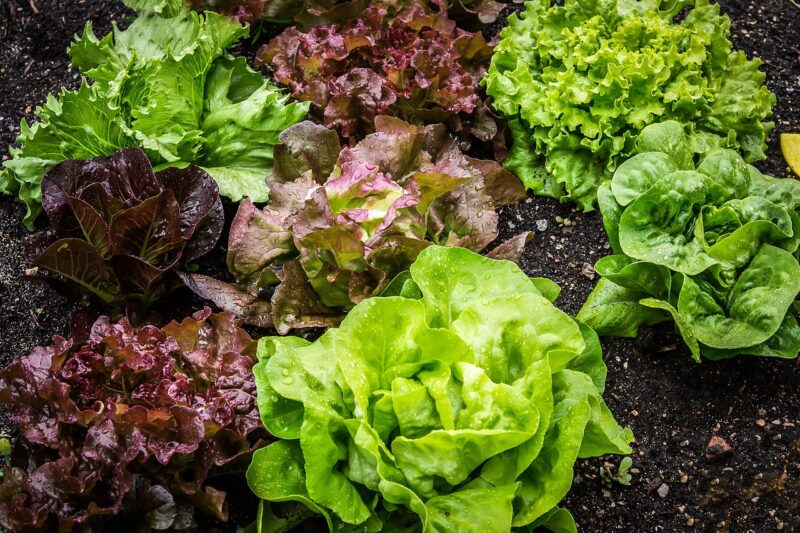 salad, salad plant, lettuce, vegetarian, leaf lettuce, vegetable garden, vegan, bio, healthy, vitamins, garden, nature, garden salad, curled leaves