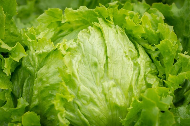 salad, head of lettuce, ice lettuce, nature, iceberg lettuce, healthy, raw, raw food, kitchen garden, garden, vegetables, fresh, green, horticulture, vegetable garden, lettuce leaves, close up, vegetarian, vitamins
