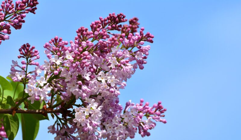 lilac, lilac blossom, lilac tree, nature, tree, purple, petals, bloom, spring, ornamental shrub, garden, plant, branch, common lilac, lilac, lilac, lilac, lilac, lilac, lilac tree, lilac tree, common lilac, common lilac