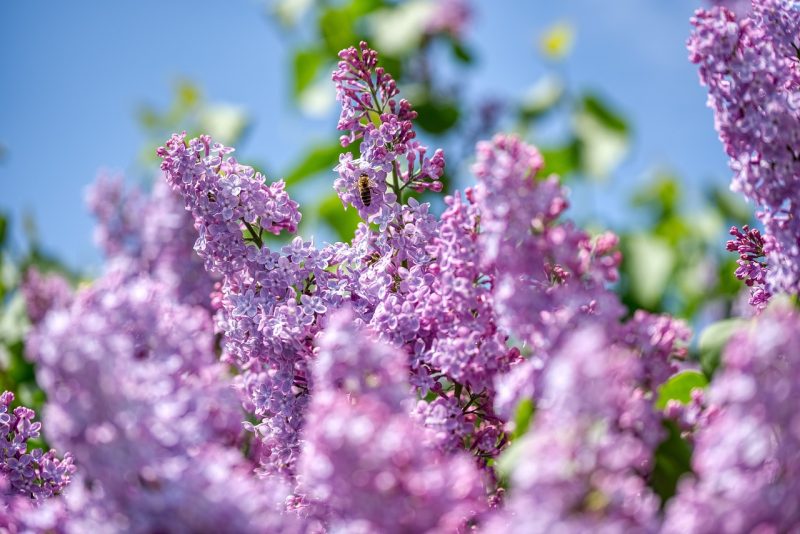 lilac, olive tree, purple