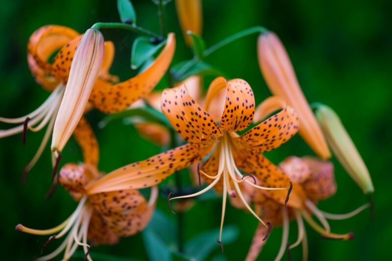 nature, plant, flower