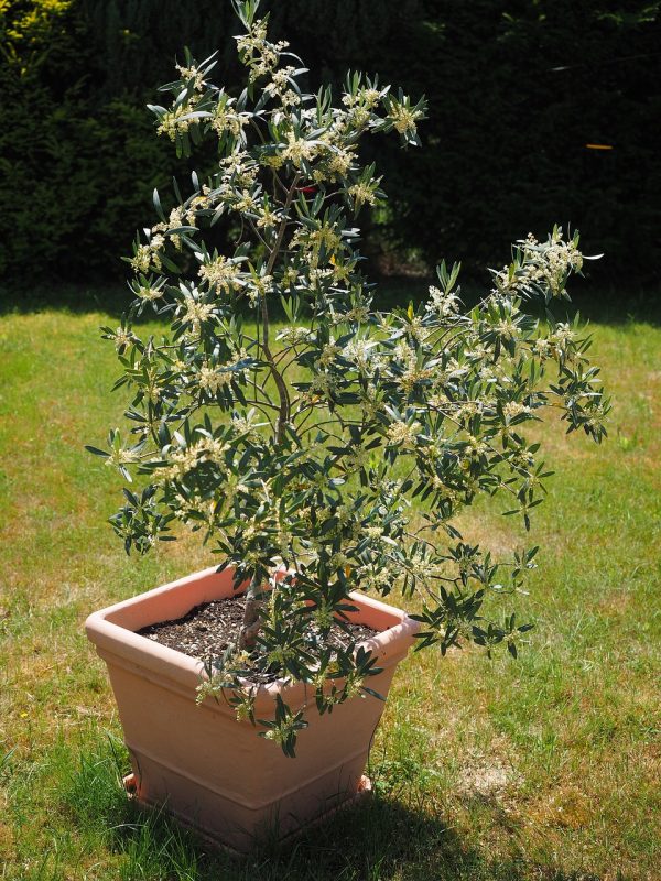 olive tree, flowers, blossoms