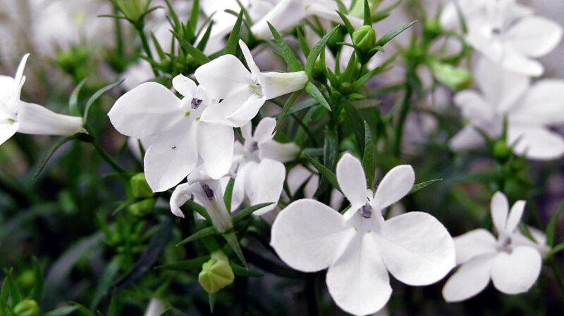 lobelia, nature, lobelia przylądkowa, flower wallpaper, balcony plant, ornament, flower, flower background, beautiful flowers, color white