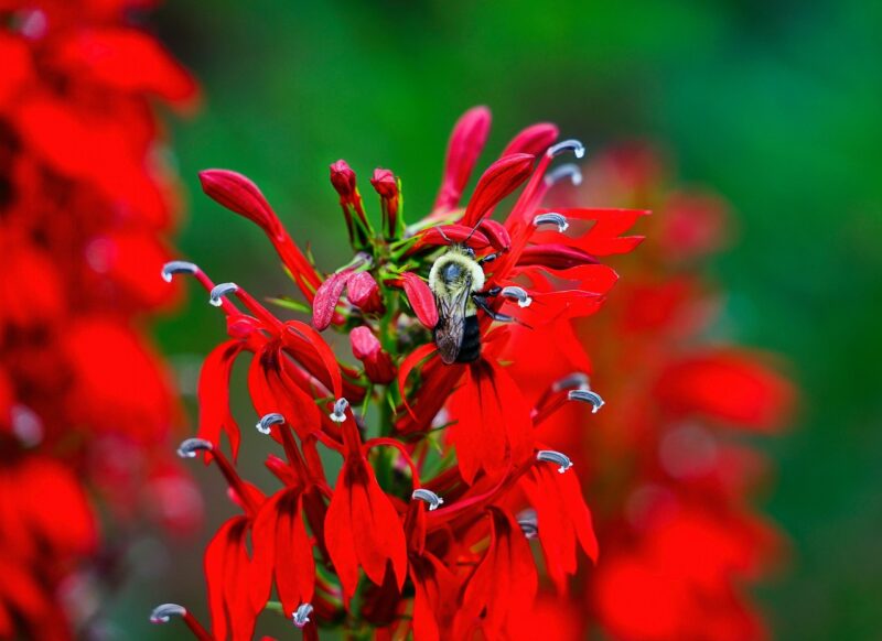 flower, lobelia, beautiful flowers, petals, buds, nature, flower wallpaper, leaves, foliage, garden, flower background, bloom