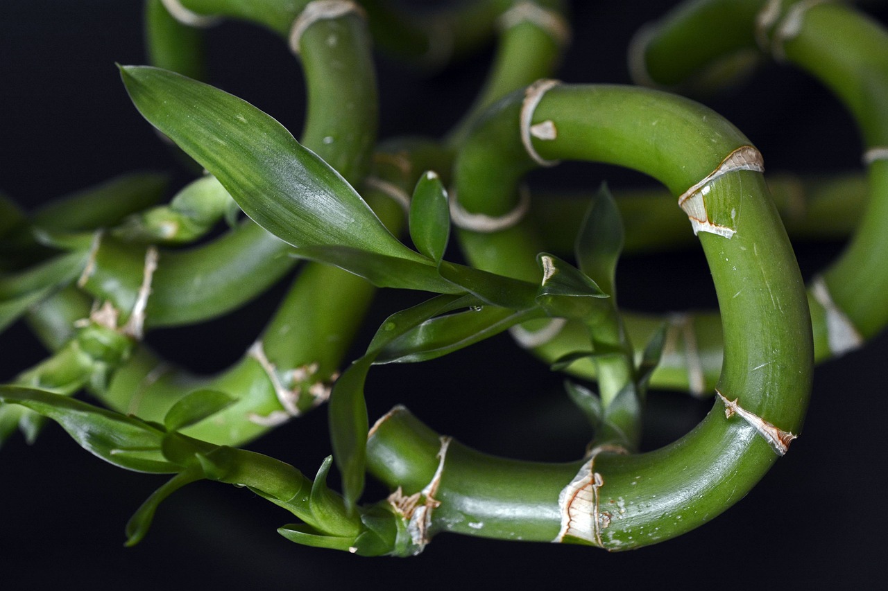 Propagating Lucky Bamboo