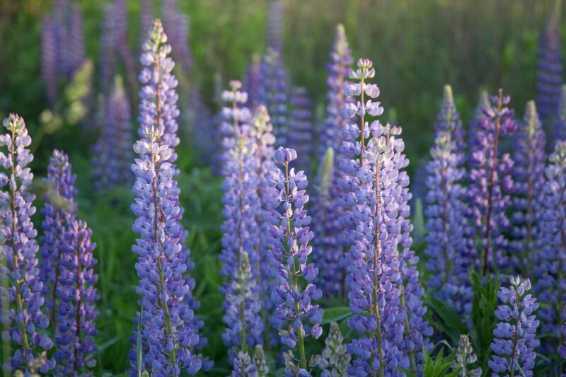 field, lupine, plant, flower, nature, summer, dawn, blue, beautiful flowers, flower wallpaper, purple, bright, countryside, colorful, lupine, lupine, lupine, lupine, flower background, lupine