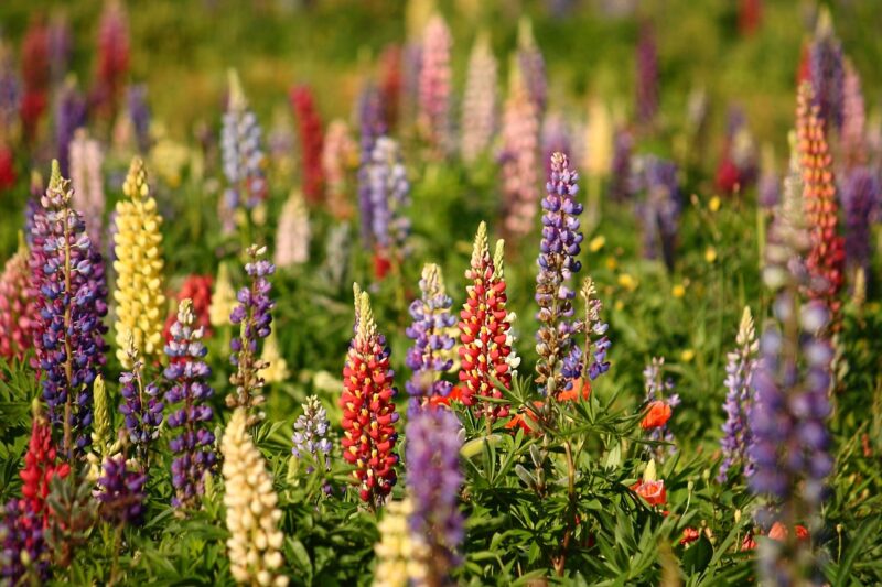 lupins, nature, summer, flower, lupins, lupins, lupins, lupins, flower wallpaper, beautiful flowers, flower background, lupins