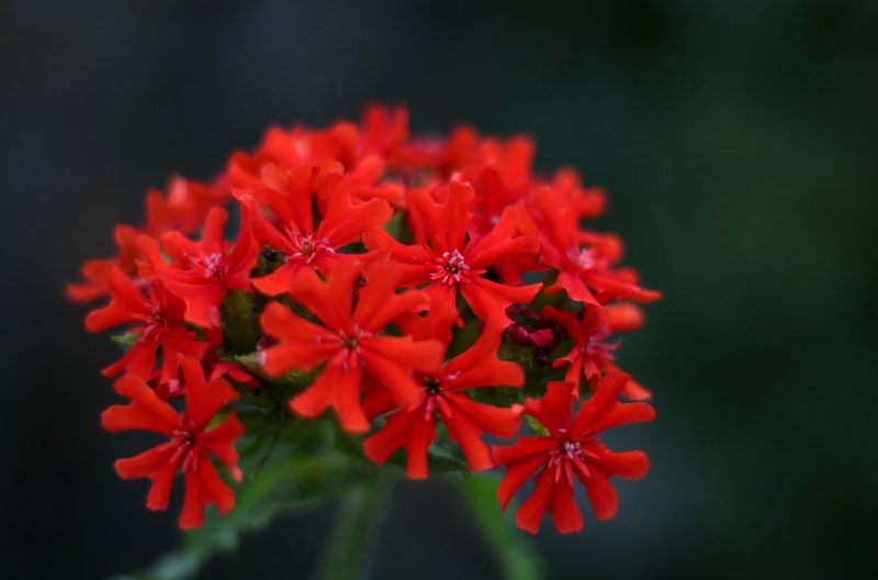 lychnis chalcedonica, beautiful flowers, flower wallpaper