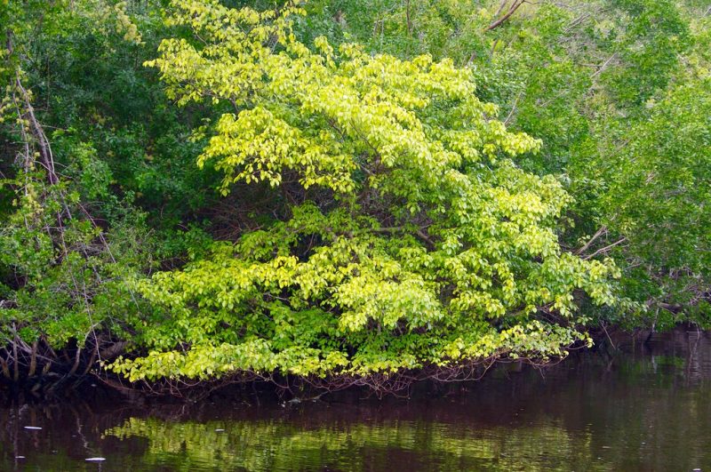 Manchineel Tree (Hippomane mancinella)