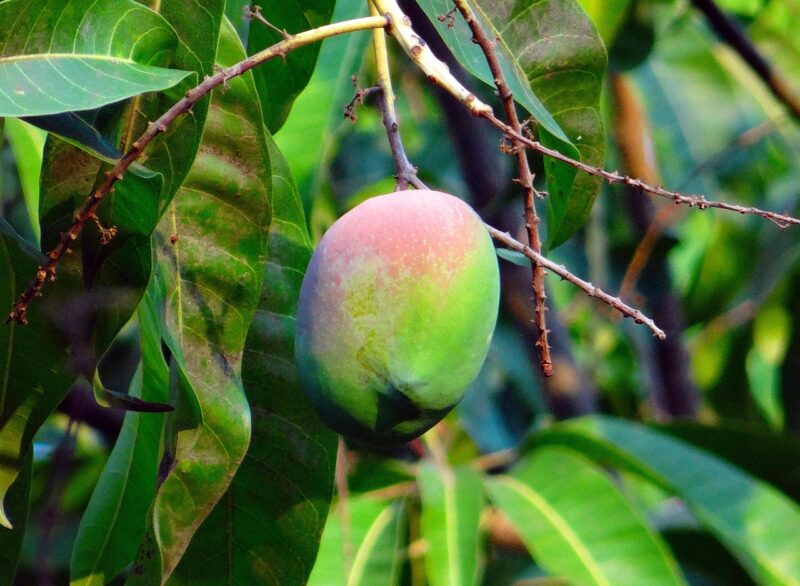 mango, mangifera indica, about ripe, tropical fruit, mango tree, fruit, dharwad, india, mango, mango, mango tree, mango tree, mango tree, mango tree, mango tree