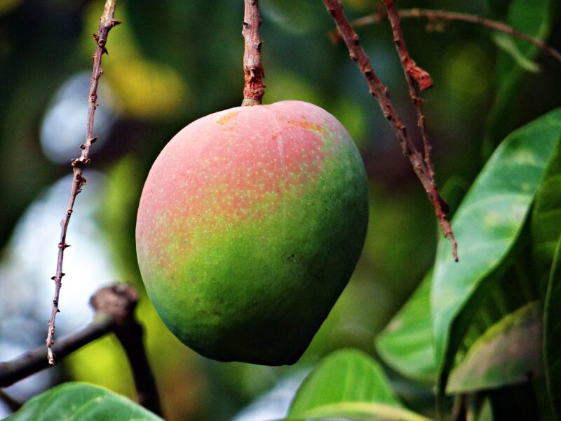 mango, mangifera indica, about ripe