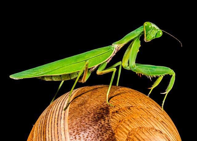 Mantis on Wood