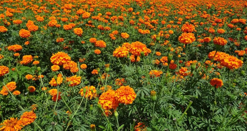 flower, marigold, orange, field, beautiful flowers, plant, bloom, flora, blossom, botanical, horticulture, cultivate, flower wallpaper, african marigold, tagetes erecta, mexican marigold, aztec marigold, nature, haveri, flower background, karnataka, india
