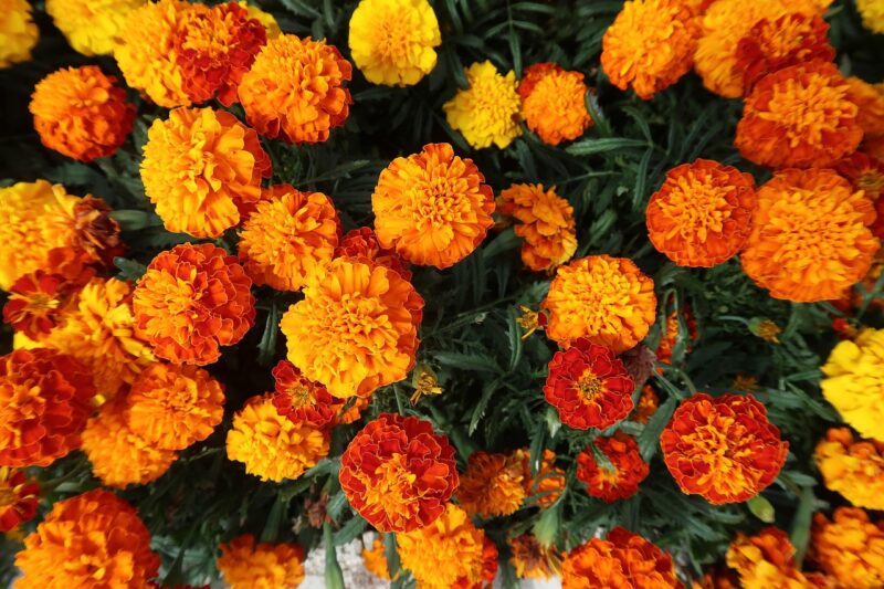 marigold, flowers, flower wallpaper, garden, french marigold, beautiful flowers, bloom, flower background, orange marigold, nature, flora