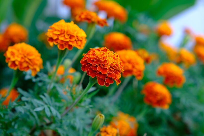 marigold, flower, plant, aztec marigold, tagetes erecta, petals, bloom, flower background, blossom, nature, beautiful flowers, flower wallpaper, closeup
