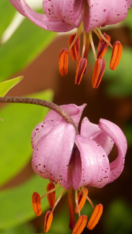 shadow lily, martagon lily, pink flowers