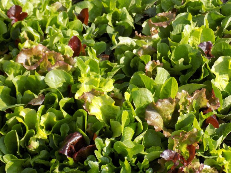 mesclun, lettuce, mix, food, eating, healthy, leaves, leaf, vegetable, organic, fresh, nutrition, diet, green diet, mesclun, mesclun, mesclun, mesclun, mesclun