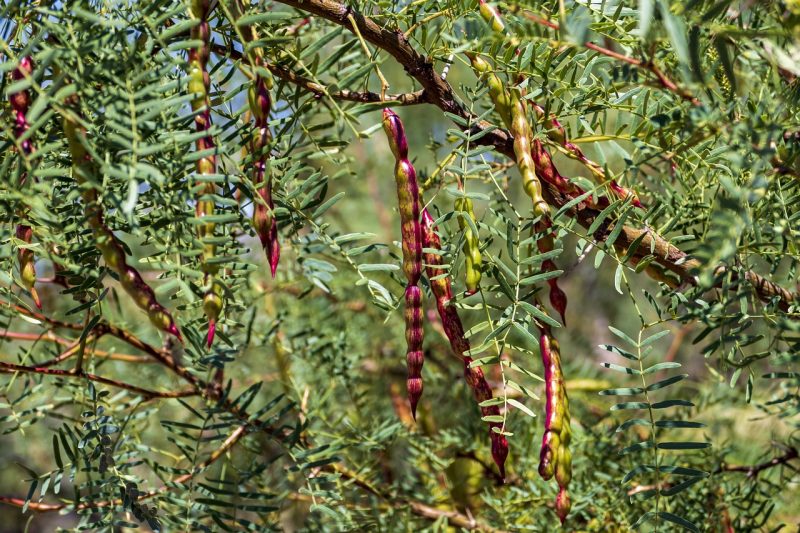 mesquite, tree, pods