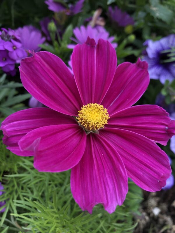 Mexican Aster