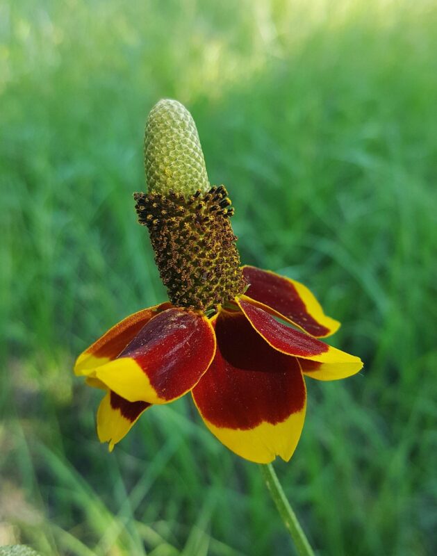 Mexican Hat (Ratibida columnifera)