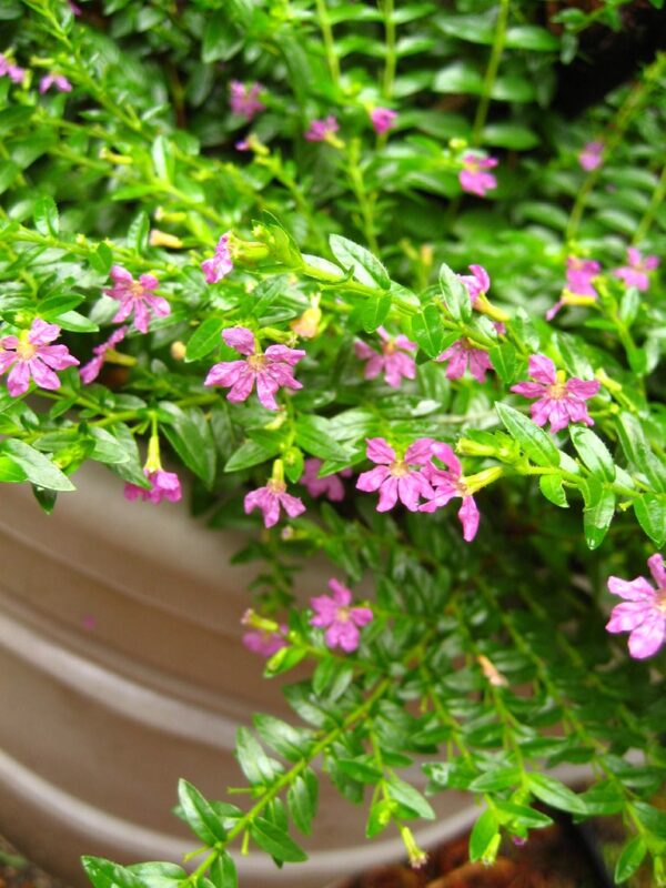 Mexican Heather