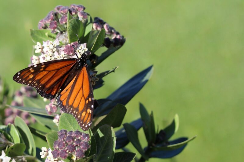 monarch butterfly, beautiful flowers, butterfly, flower background, insect, flower wallpaper, wings, flowers, milkweed, plant, nature