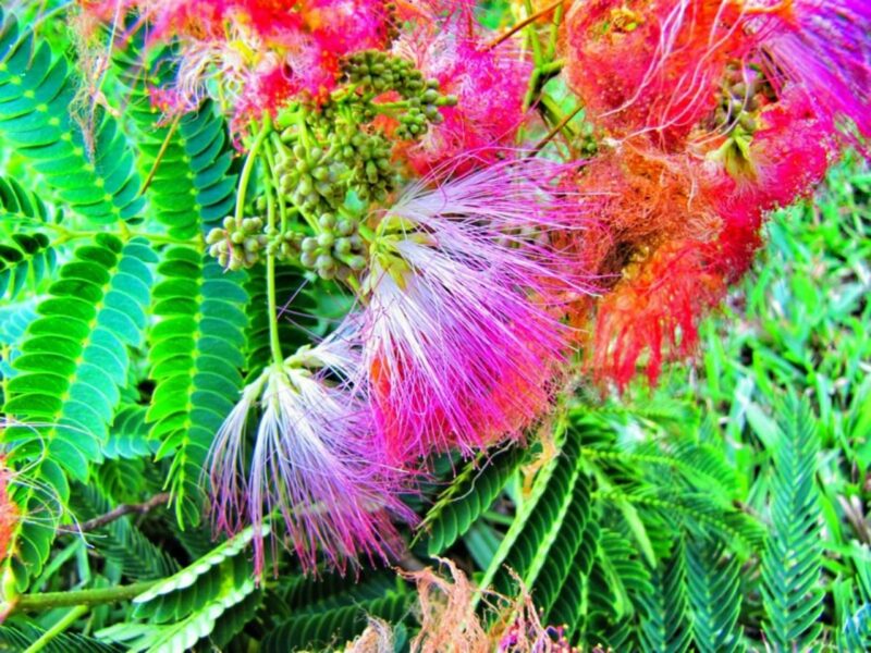 mimosa, tree, bloom, pink, flower background, nature, flower wallpaper, beautiful flowers, flower, mimosa, mimosa, mimosa, mimosa, mimosa