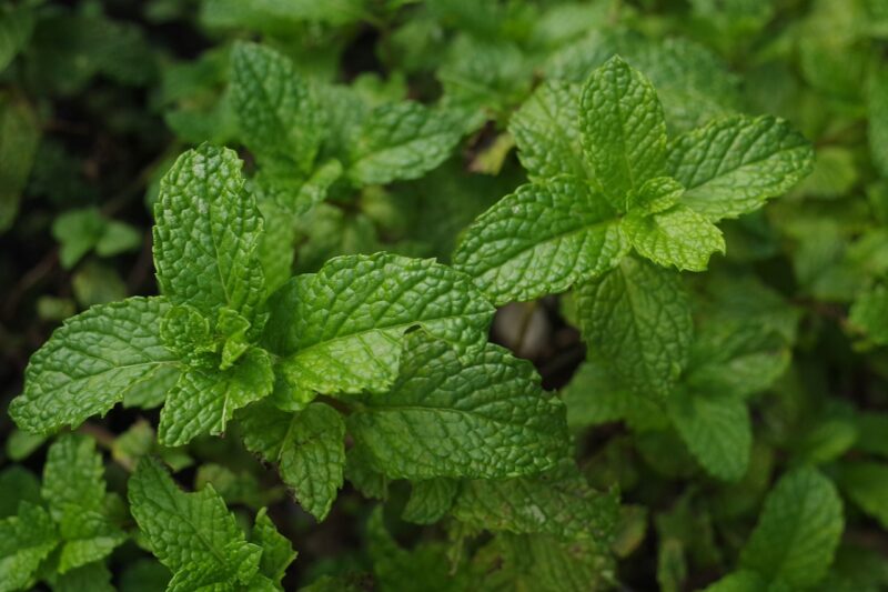 mint, mint leaves, herbs, fresh, healthy