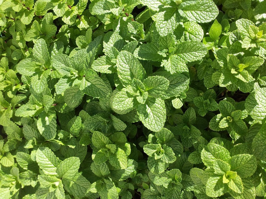 mint, herb, aromatic