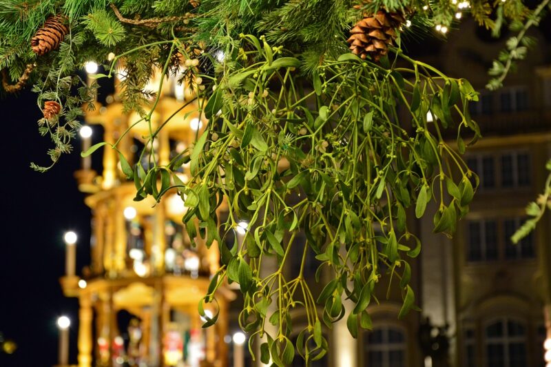 mistletoe, plant, evergreen