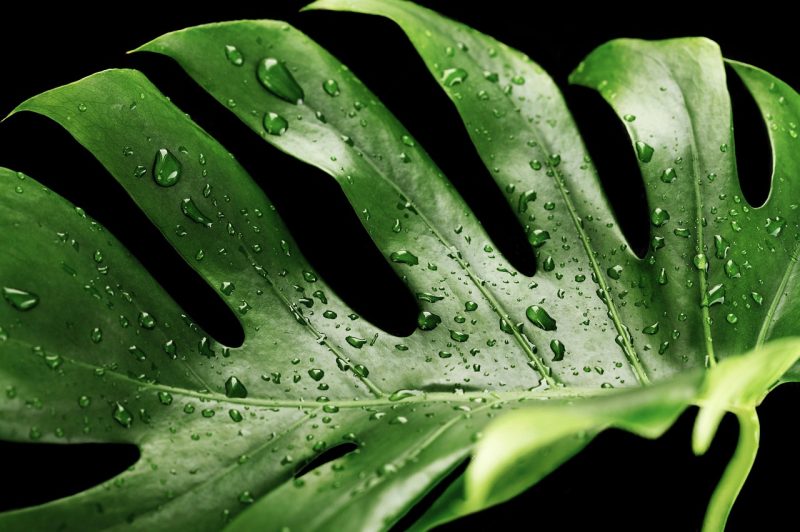 plant, wet, monstera