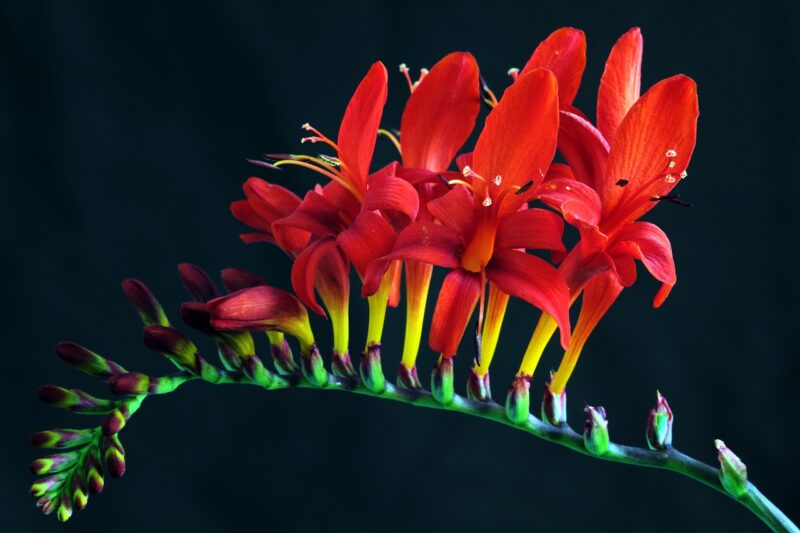 crocosmia, lucifer, crocosmia masoniorum