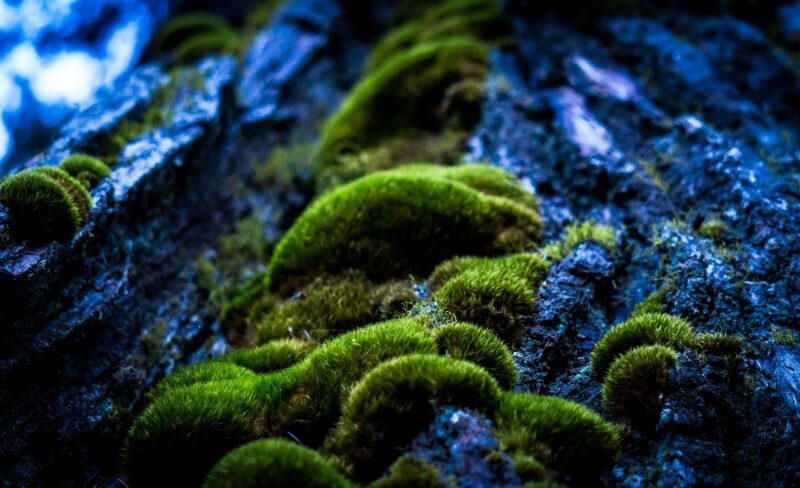 forrest, moss, mystical, tree trunk, wood, vegetation, green, tree bark, nature, forrest, forrest, forrest, forrest, forrest, moss, moss, moss