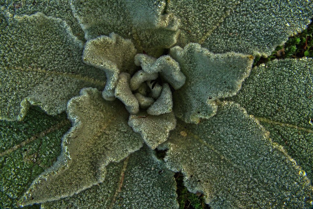 mullein, nature, leaf rosette