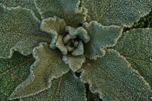 Harvesting Mullein