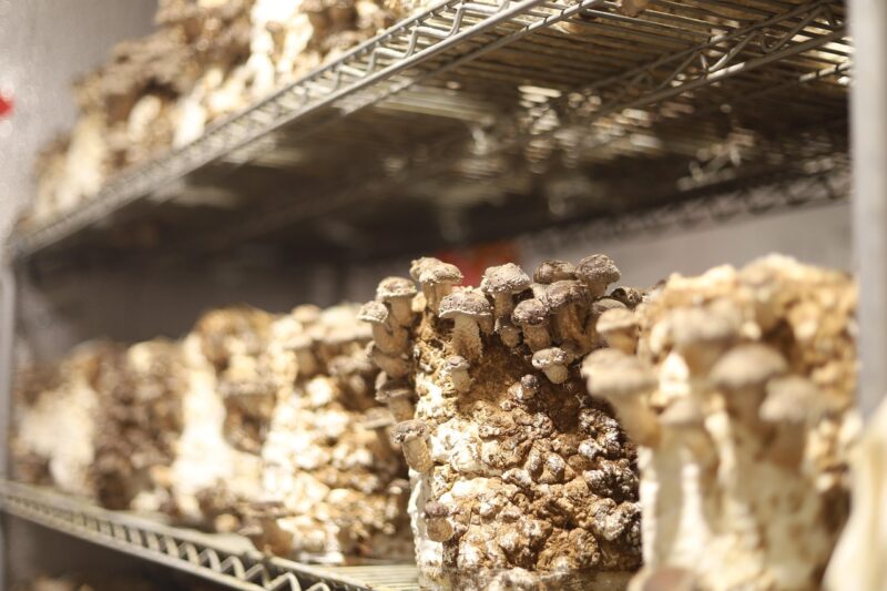 mushrooms, oyster, fungi, edible mushrooms, toadstools, mycelium, cultivation, organic, natural, shelf, closeup, mycelium, mycelium, mycelium, mycelium, mycelium