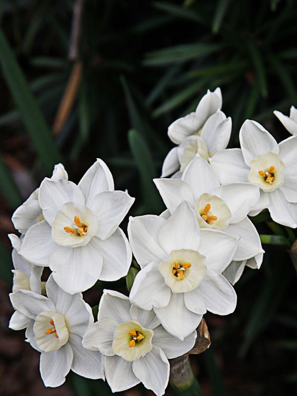 paperwhites, beautiful flowers, flowers