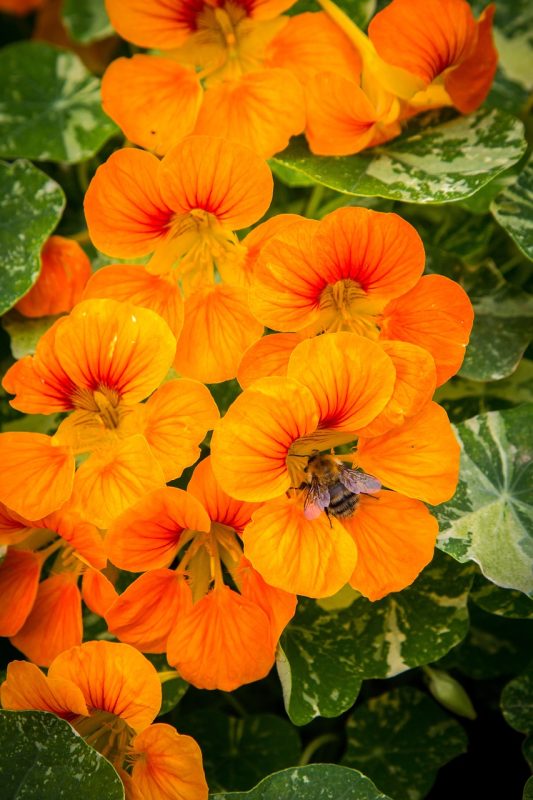 nasturtium, flowers, bee