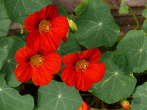 Harvesting Nasturtium Flowers