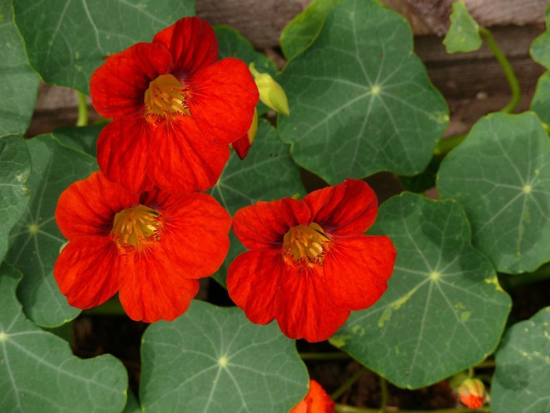 nasturtium, red, flowers