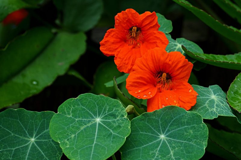 nasturtium, beautiful flowers, flowers