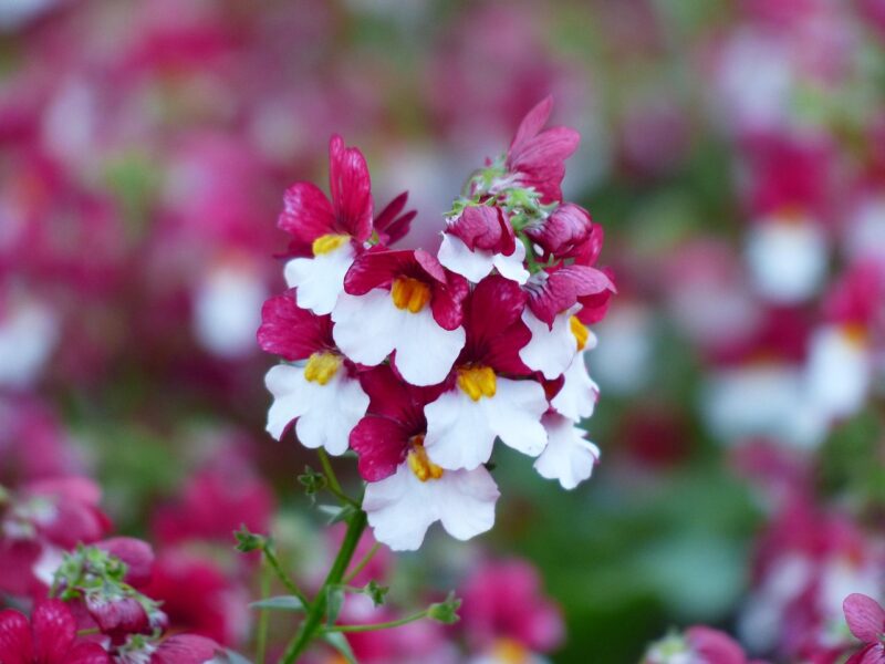 elf mirror, nature, blossom, bloom, flower, red, white, balcony plant, flower wallpaper, container plant, nemesia sunsatia, nemesia, ornamental plant, beautiful flowers, nemesia strumosa, brown root family, flower background, scrophulariaceae, red and white elf mirror, red white, yellow, flora, two-tone