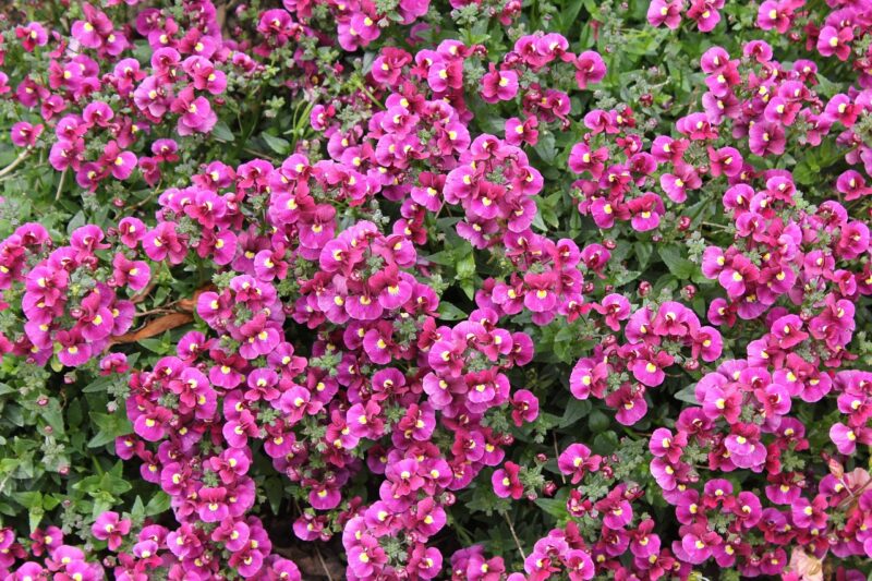 nemesia, plants, blossom, bloom, flower, flora, nature, nemesia, nemesia, nemesia, nemesia, nemesia