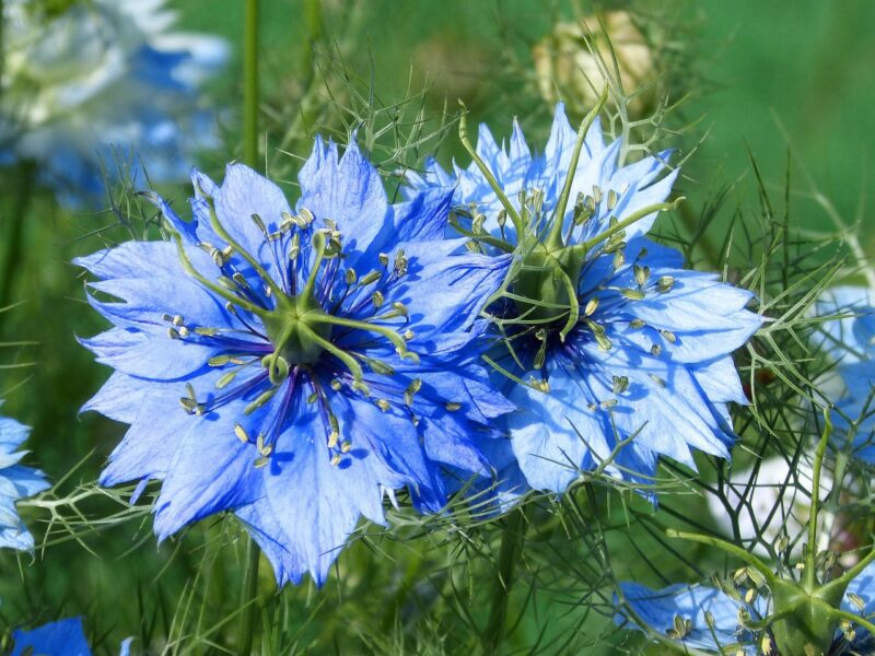 nigella, blue flower, blue star, beauty, yard, carnation, nigella, nigella, nigella, nigella, nigella