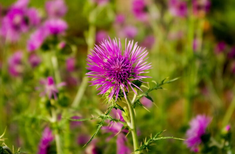 thistle, carduus, inflorescence, beautiful flowers, flowers, flower wallpaper, beetles, thistles, violet, summer, flower background, flowering, nature