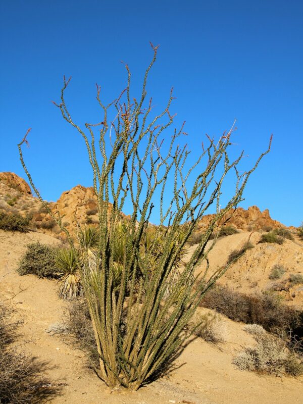 ocotillo, fouquieria splendens, desert coral