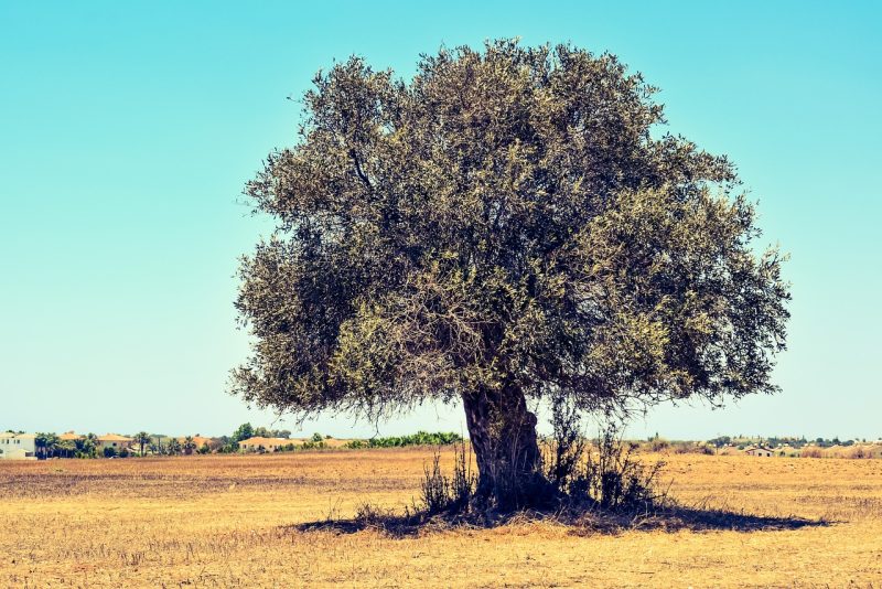 olive tree, field, agriculture