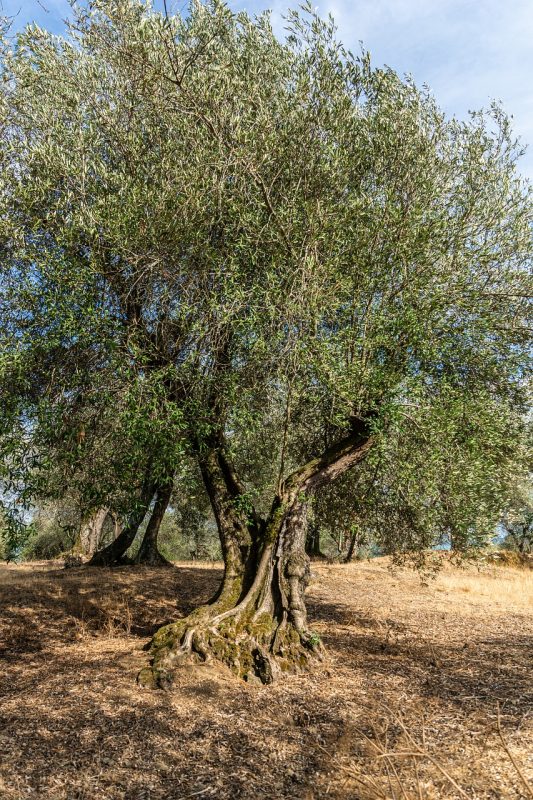 olive tree, tree, olive grove