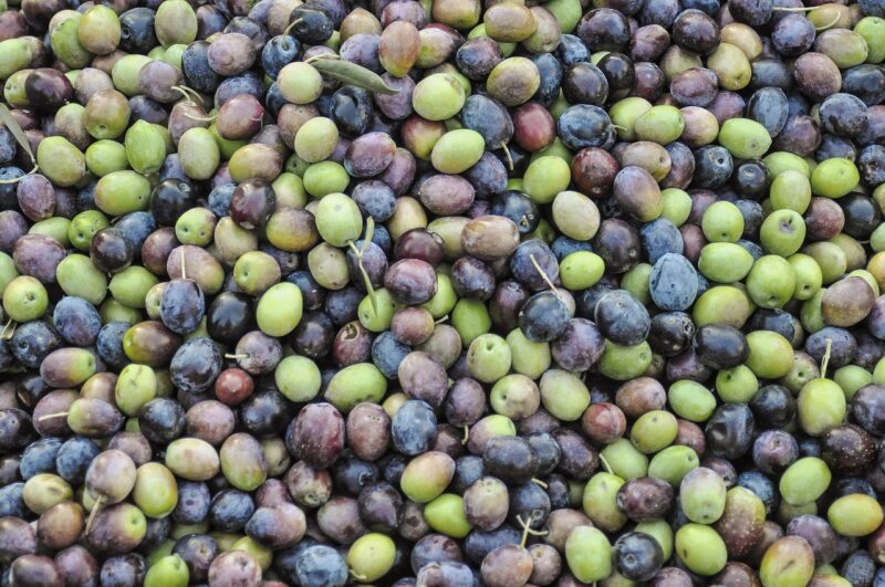 olives, green olives, black olives, olive plantation, plantation, spain, omega, olive garden, tree, planting, olive planting, olive tree, olive grove, agriculture, olive cultivation, mallorca, collect, market, quantity, marketplace, sunny, nature, olive trees, orient, fields