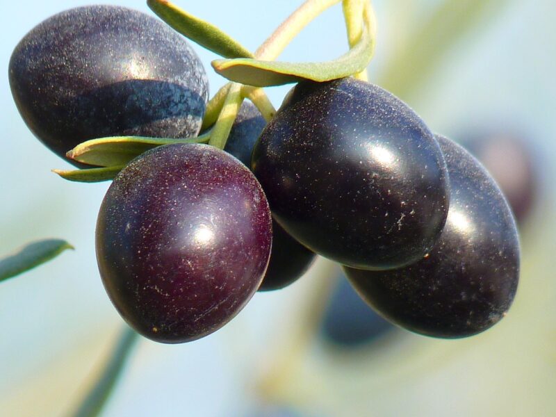 olives, fruit, olive tree, oil fruit, olive branch, nature, plant, growth, olives, olives, olives, olives, olives, olive tree, olive tree, olive tree, olive branch